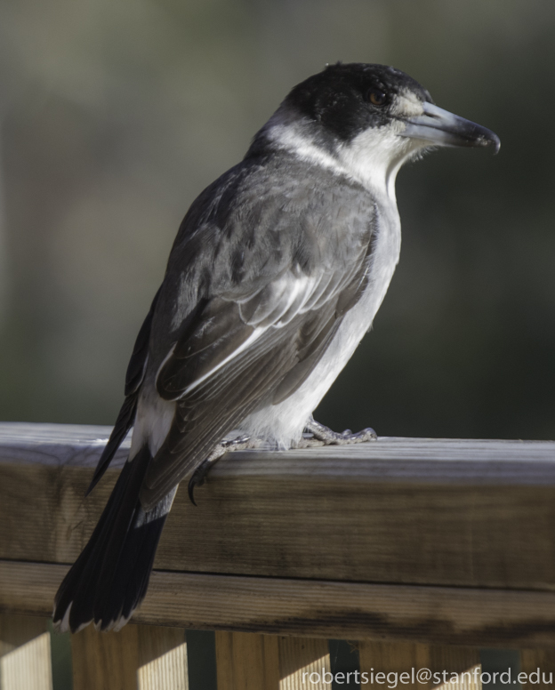 butcherbird